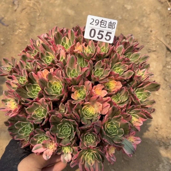 甜茶……多肉植物……