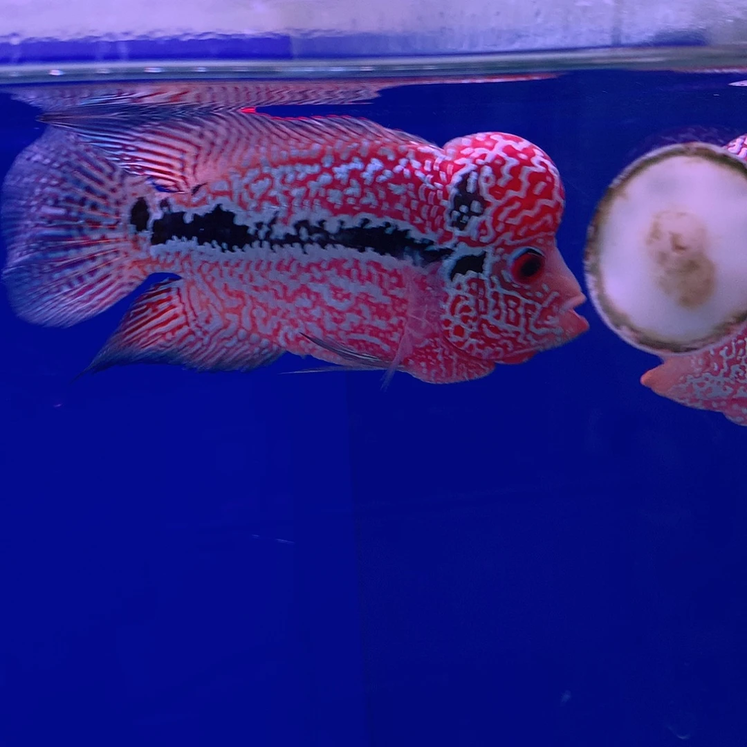 罗汉鱼雷**子直播间307