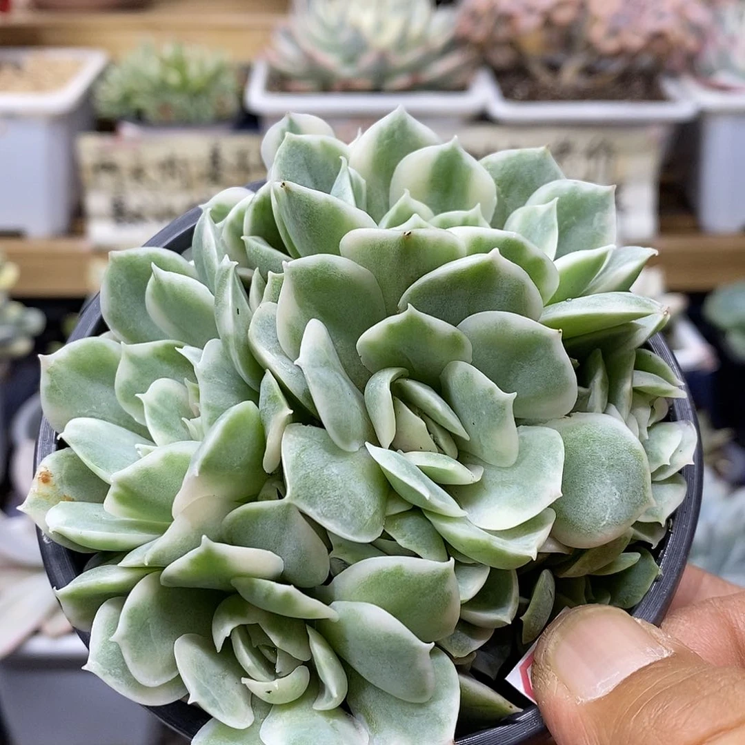 0809 昂斯诺锦 6 头群