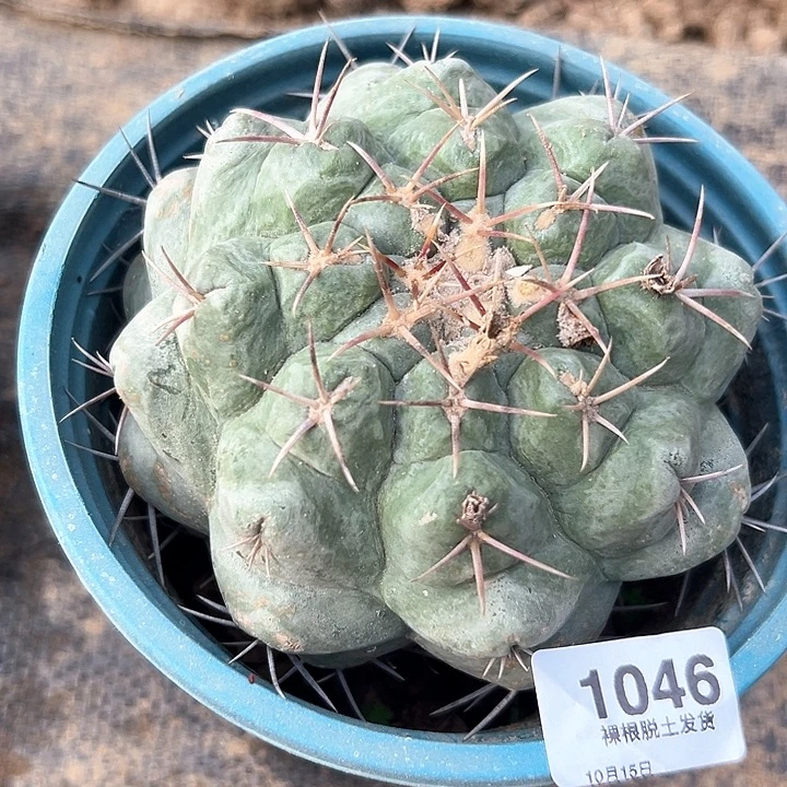 1046号木心根绯冠龙