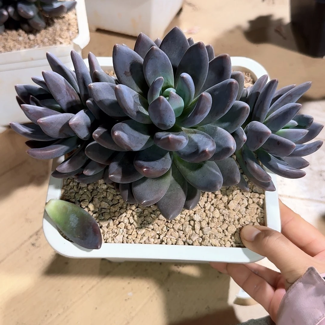 黑加仑三头朵群生