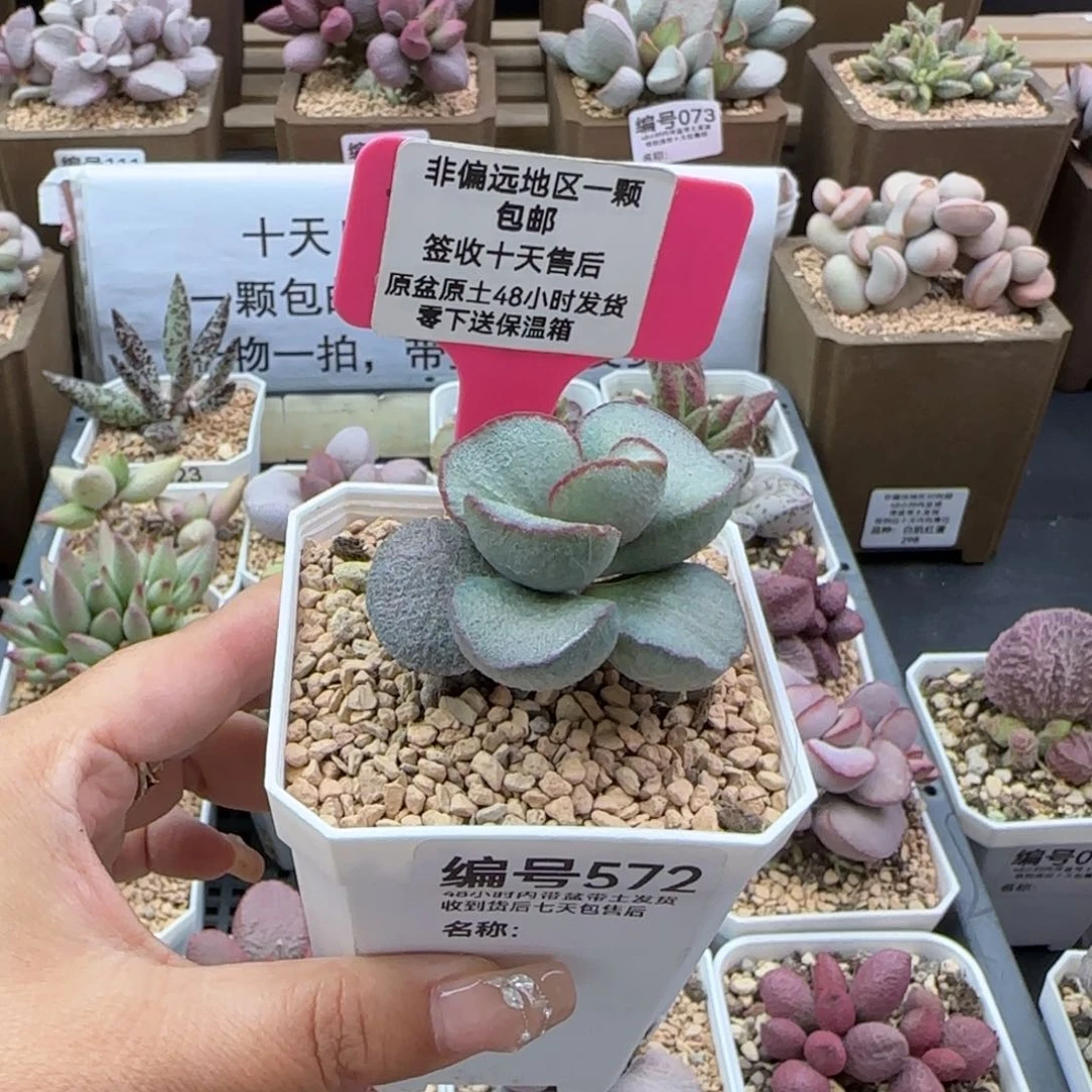友**我572白雪公主多肉植物