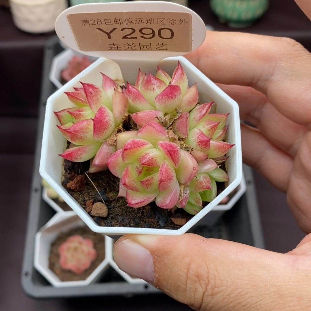 0290 梦幻女王 6cm