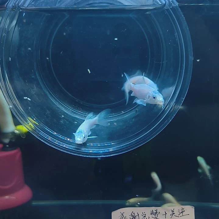蝴蝶鲤圆头顺背蝴蝶鲤满鳍有张力
