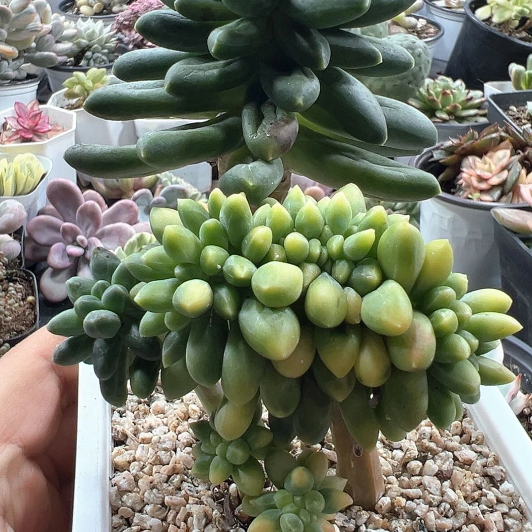 千代田之松锦  小方花圃一物一拍
