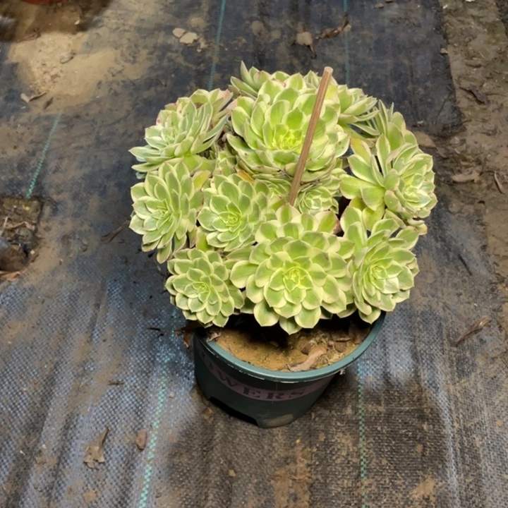 39海王多肉植物多肉