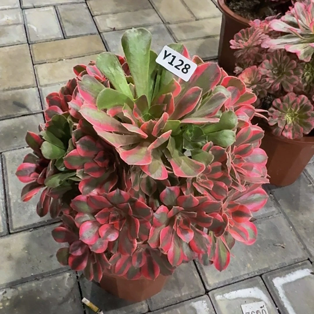 128粉女妖33333冠服27.8左右