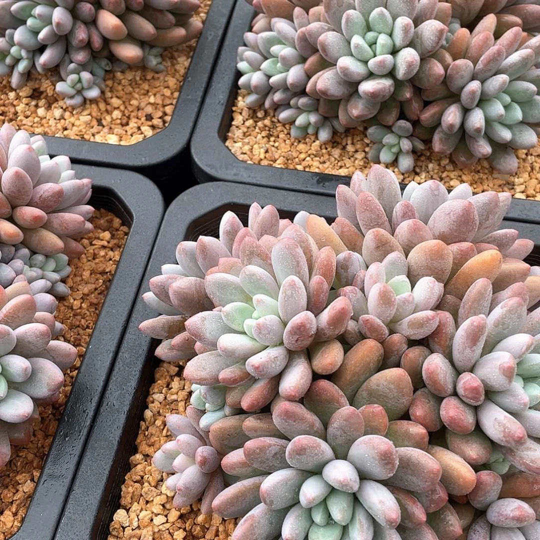 彩蛋美人群生精控23厘米可挑