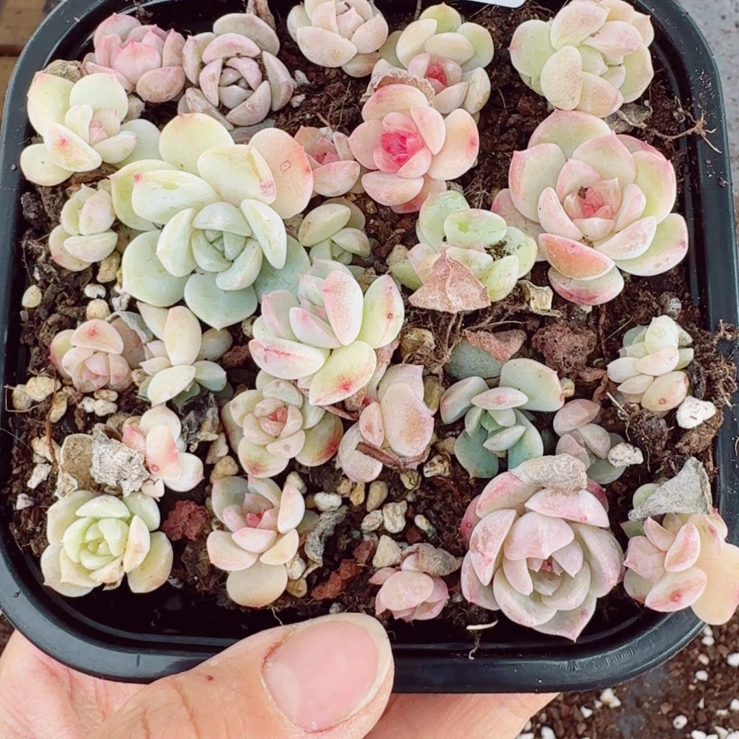 杂交新品珍妮多肉72量拍一份