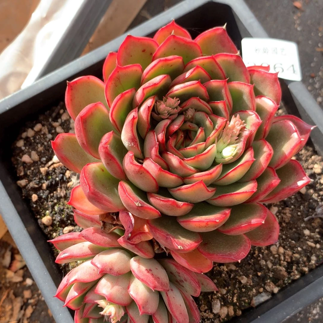 3064杂交多肉植物