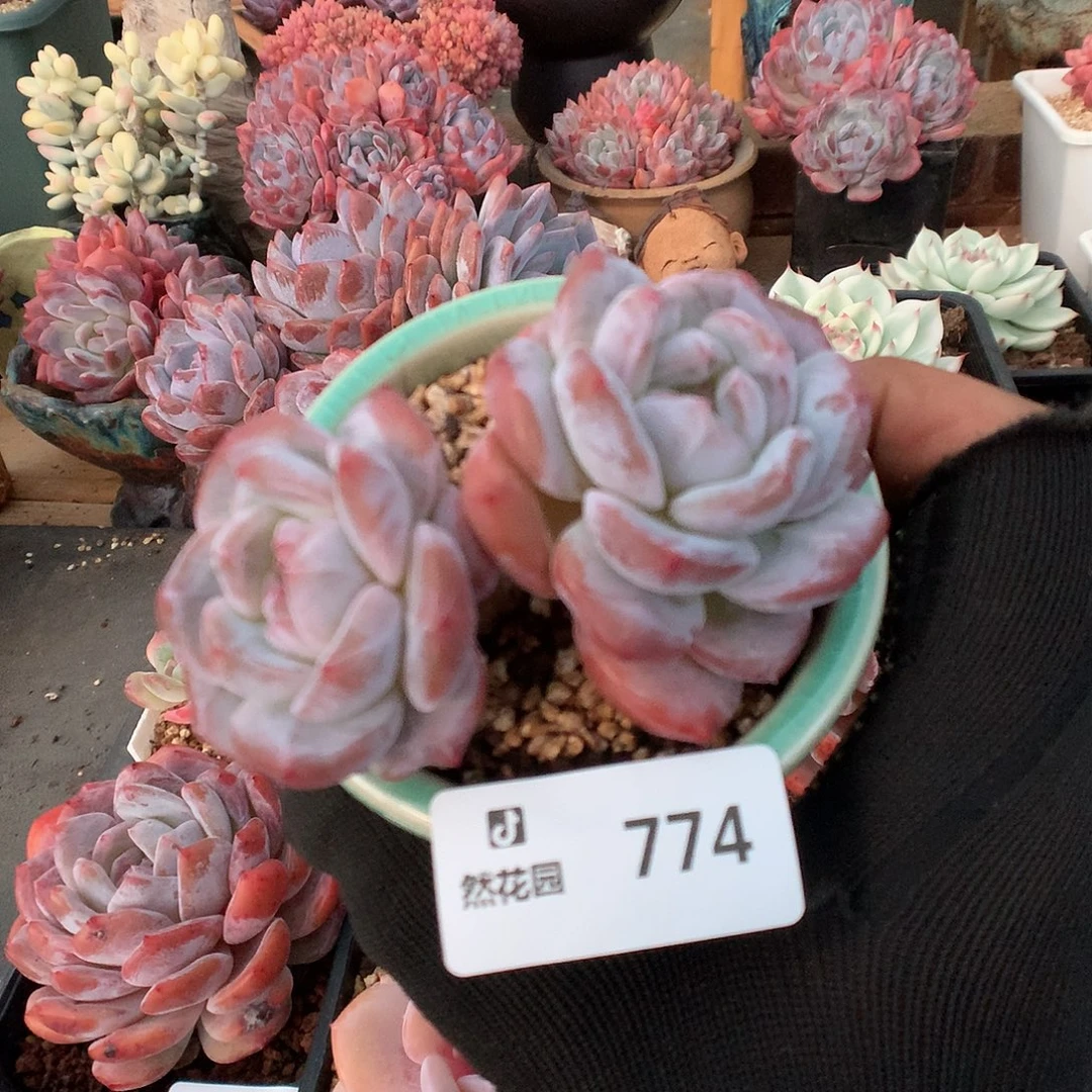 774星影多肉植物66666