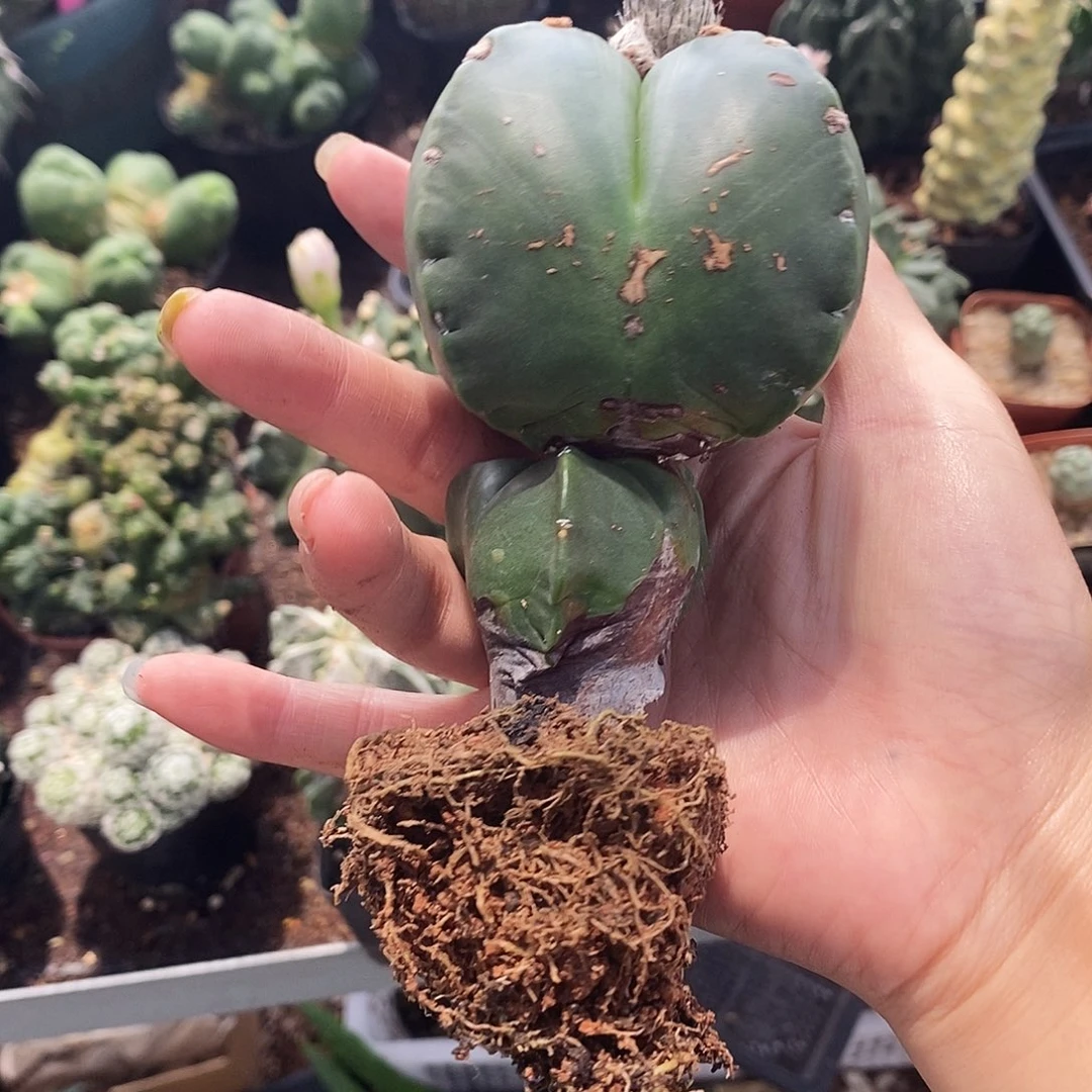 @****花花草草花花草草