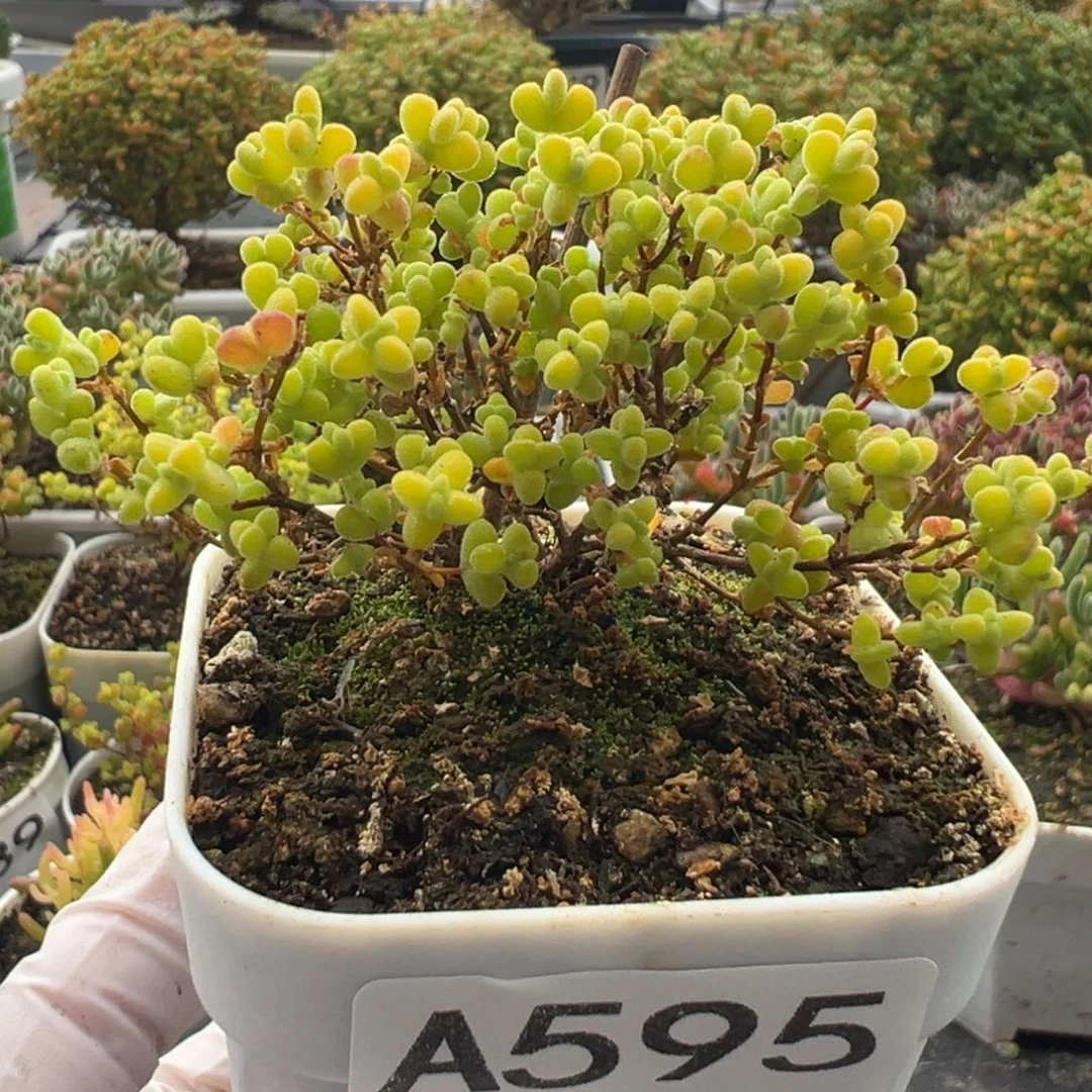 A595黄金莱斯枝干