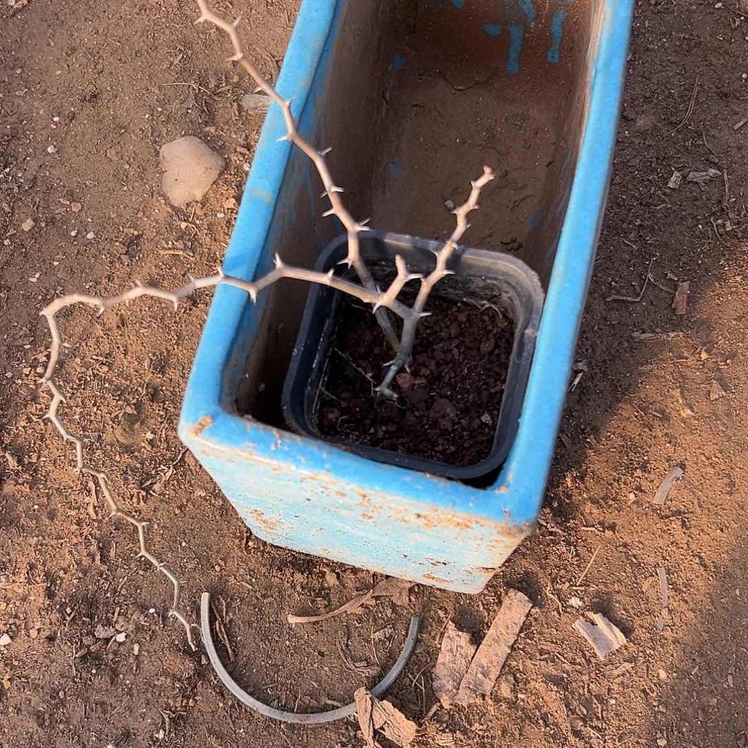 杜呃呃呃呃呃呃呃呃呃呃