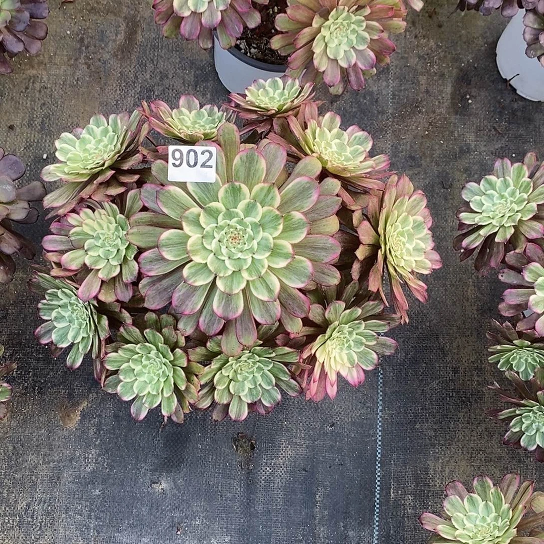 902水墨画冠服35公分以上