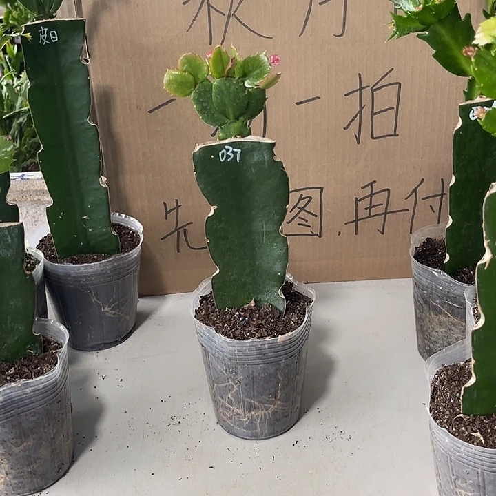 诗***方当前无花朵，栽培后可花朵037