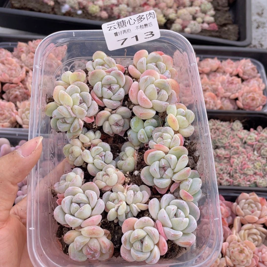 云糖心多肉植物713