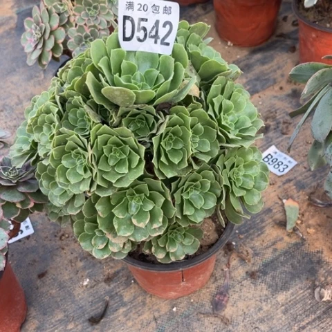 542绿羊绒不包断枝