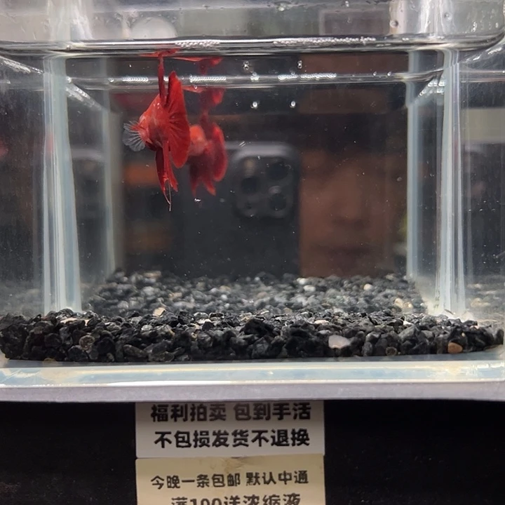 斗鱼竞拍跑单拉黑26日13