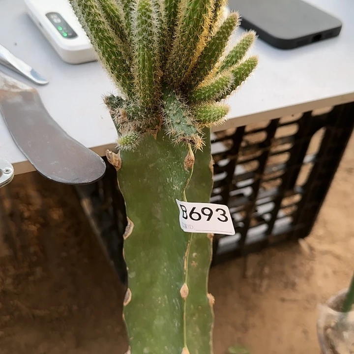 荷****料清货老桩鼠尾693