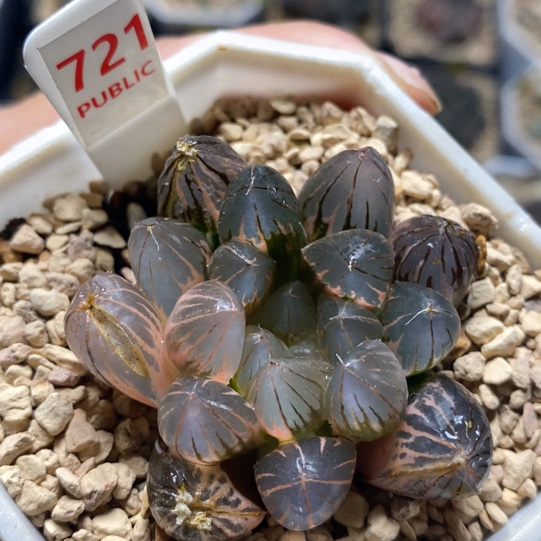 不开花植物721霓虹灯