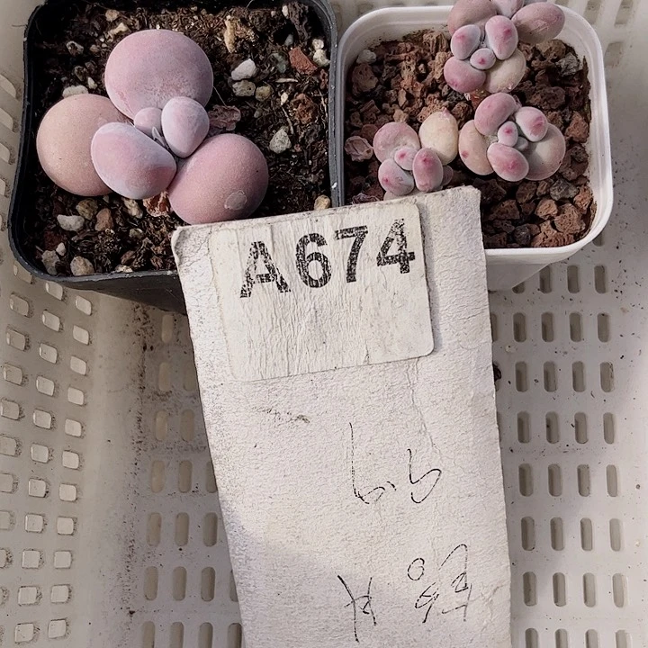 ʚ****674密密麻麻密密麻麻