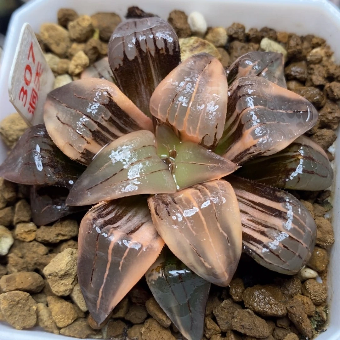 307红纹寿锦一物一拍