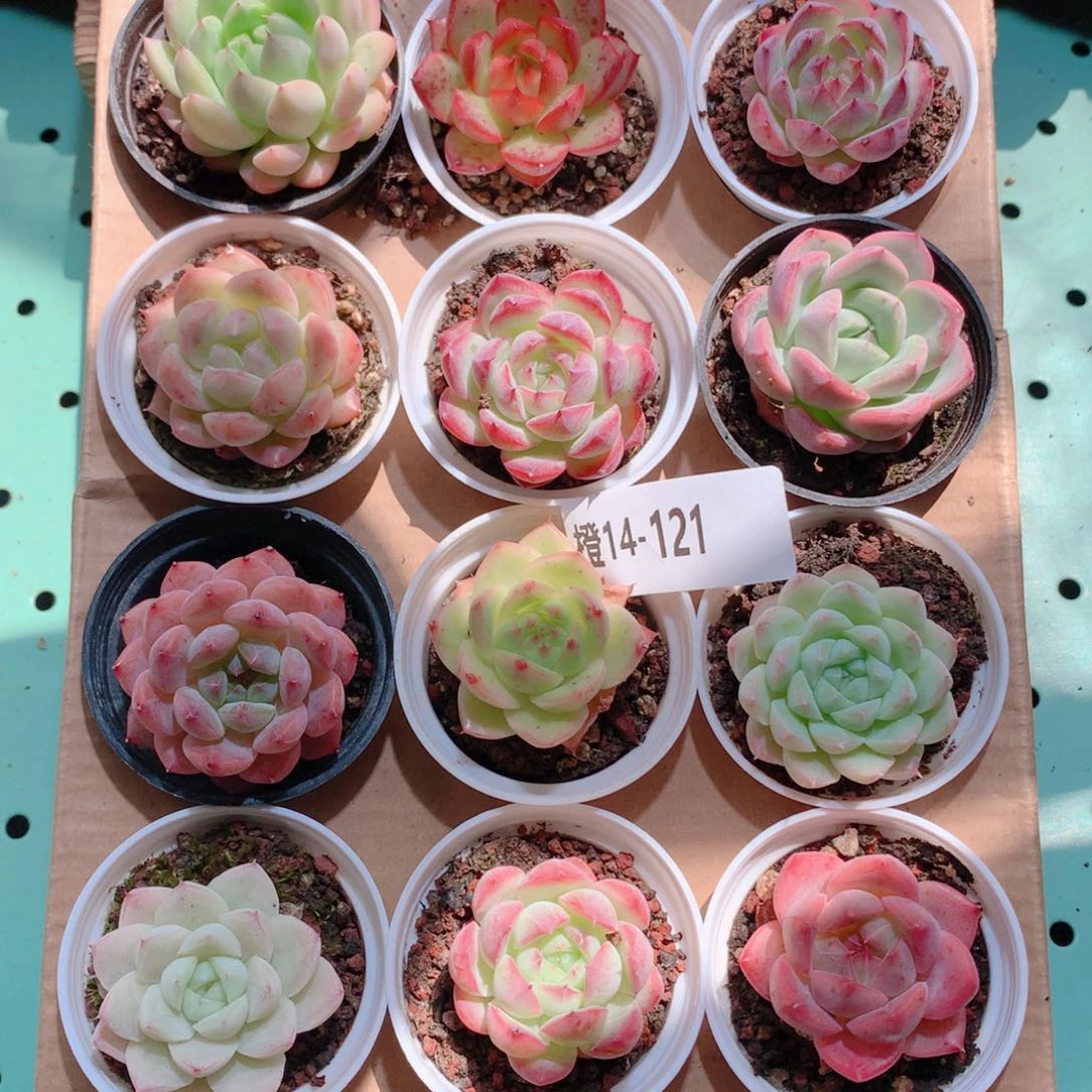 14-121一物一拍多肉带盆18颗