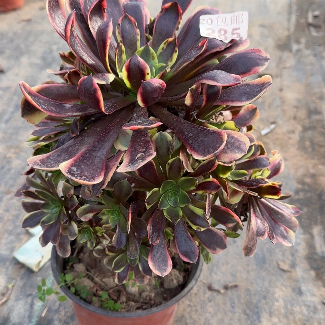 欧佳丽285满20包邮断枝不包