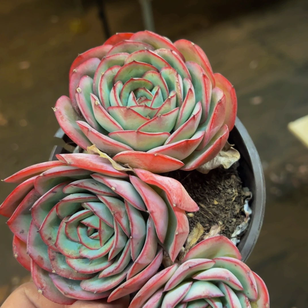 牡丹亭双头起发老桩