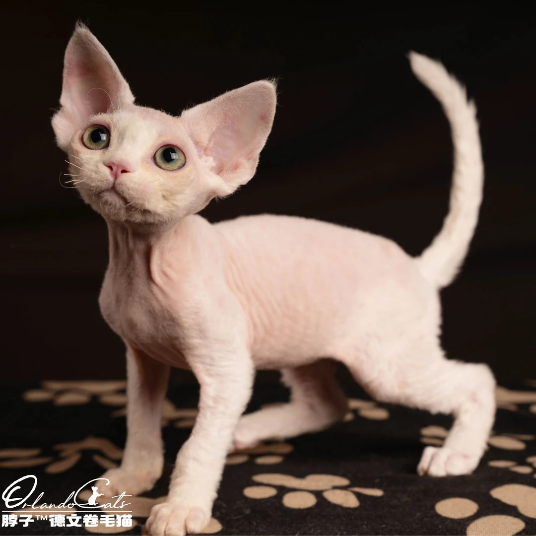 【脖子家】馄饨纯白德文弟弟活体小德文卷毛猫猫咪