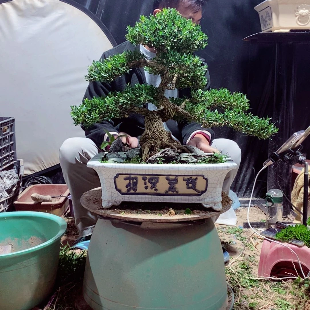 无花朵广东皱皮雀舌黄杨