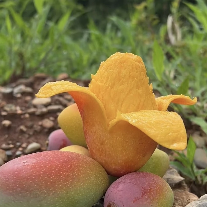 大凉山贵妃小芒果