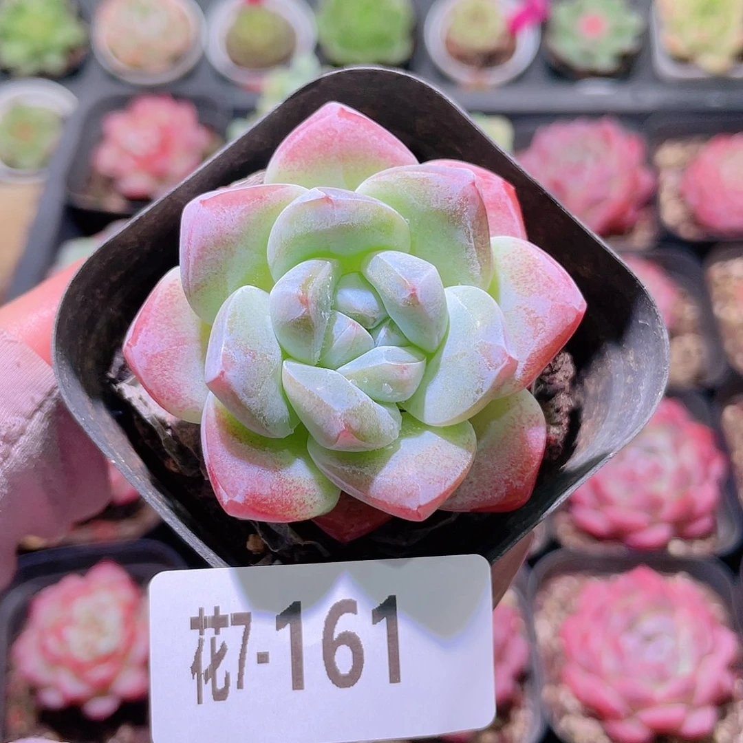 花利美7-161冰玉单头