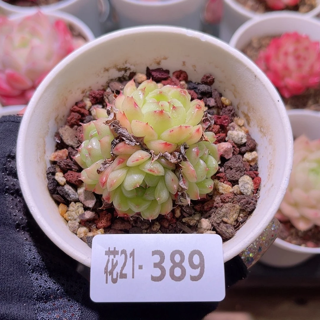 花利美21-389海王