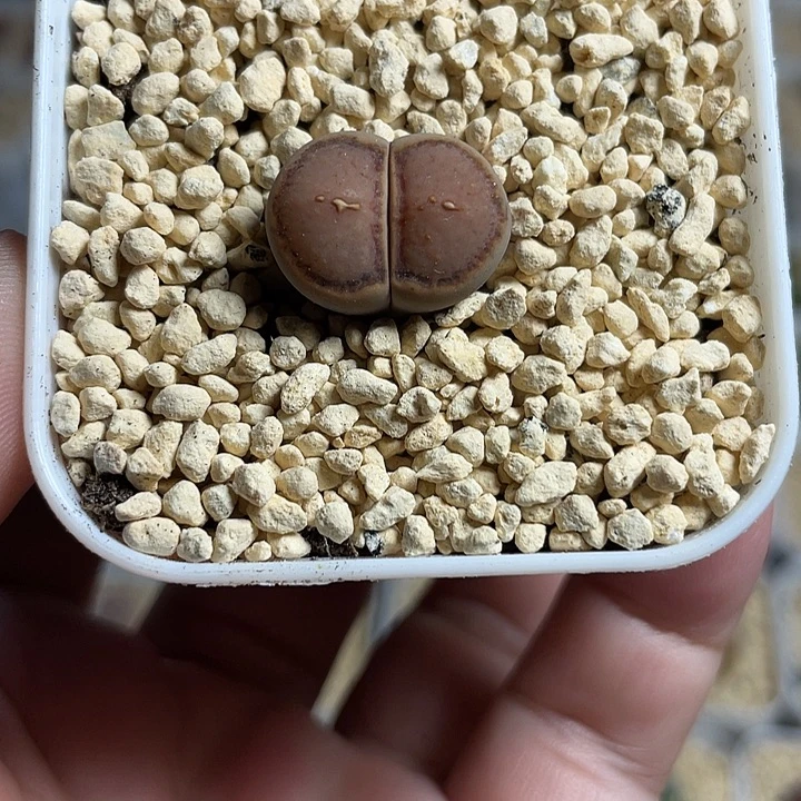 佳人园艺多肉生石花菊饼050