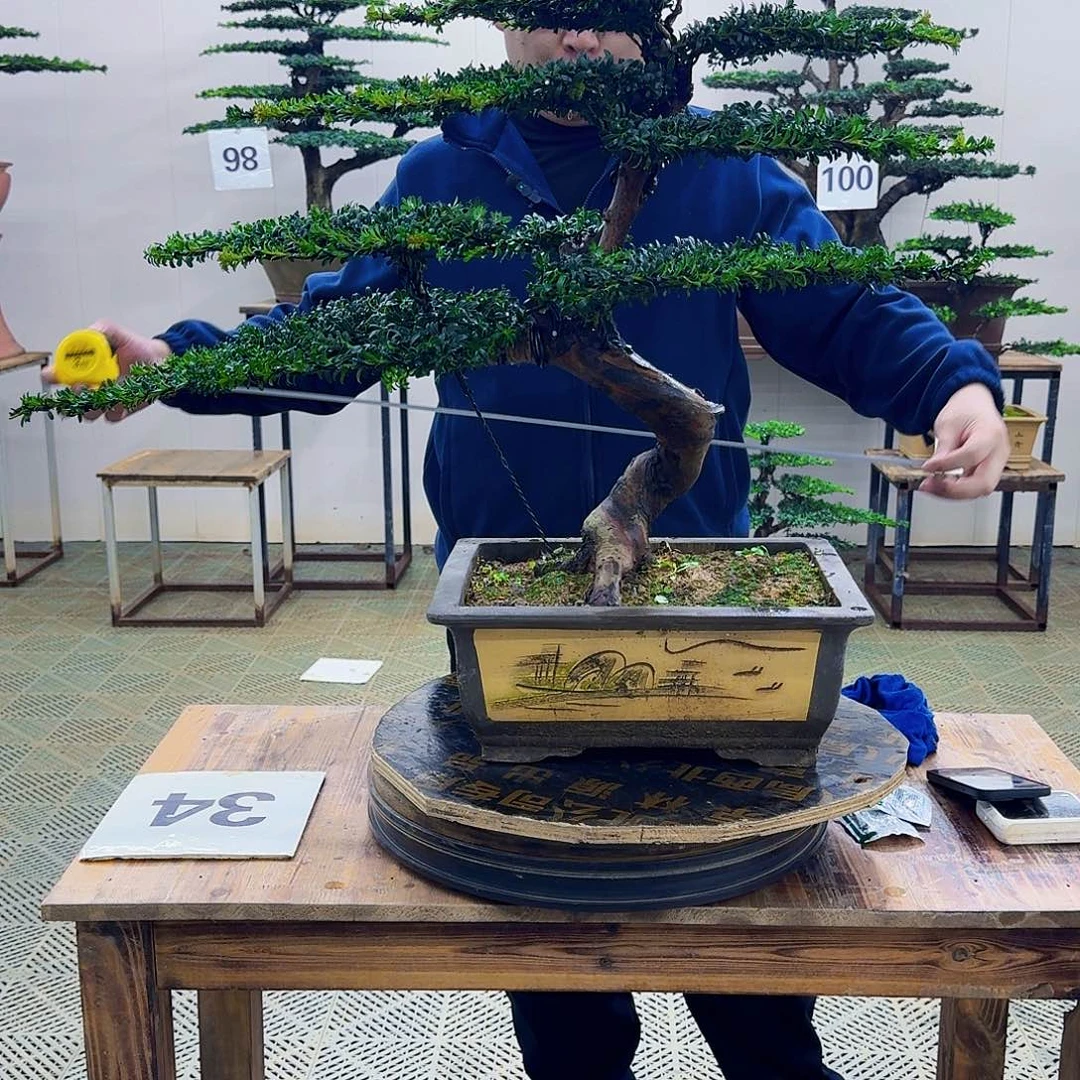 无花朵珍珠红芽罗汉松造型盆景