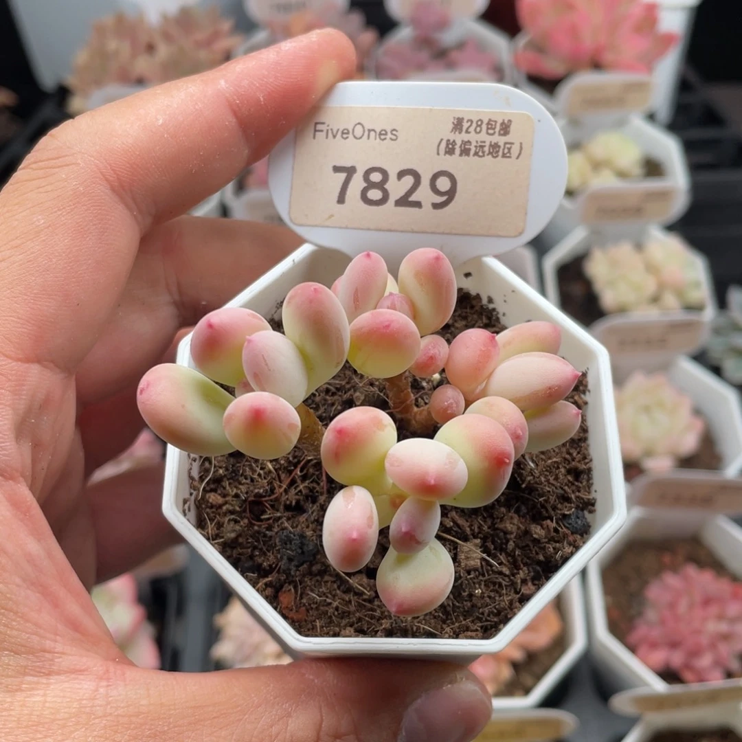 苹果奶7829-6.5厘米