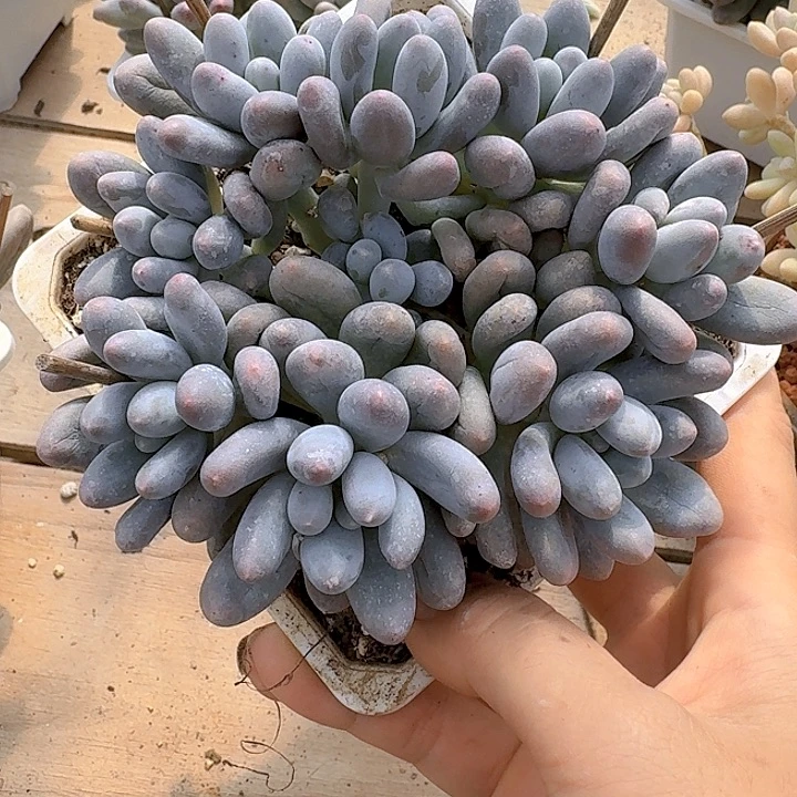 小汤圆多肉植物的