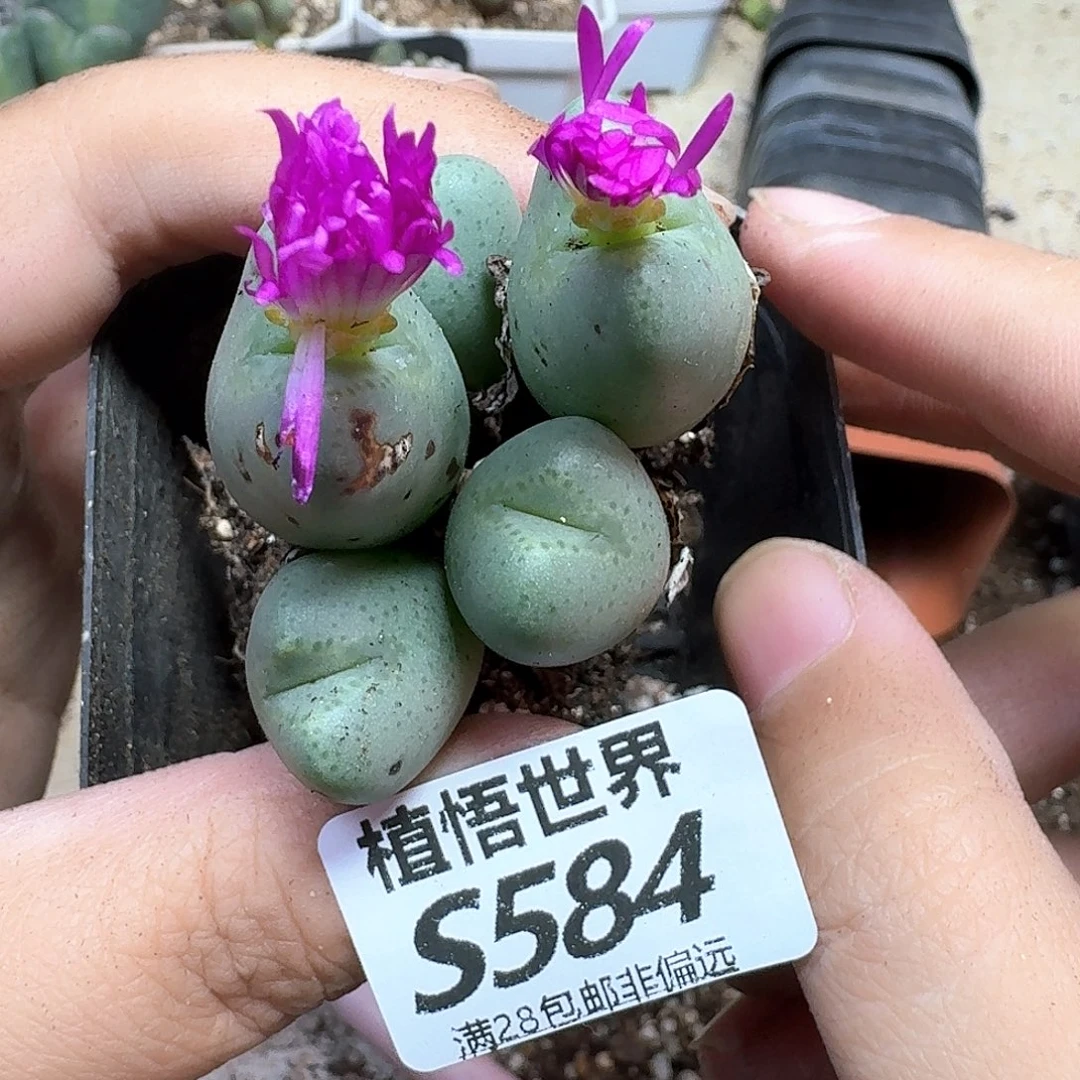 多肉W的人生dghn b