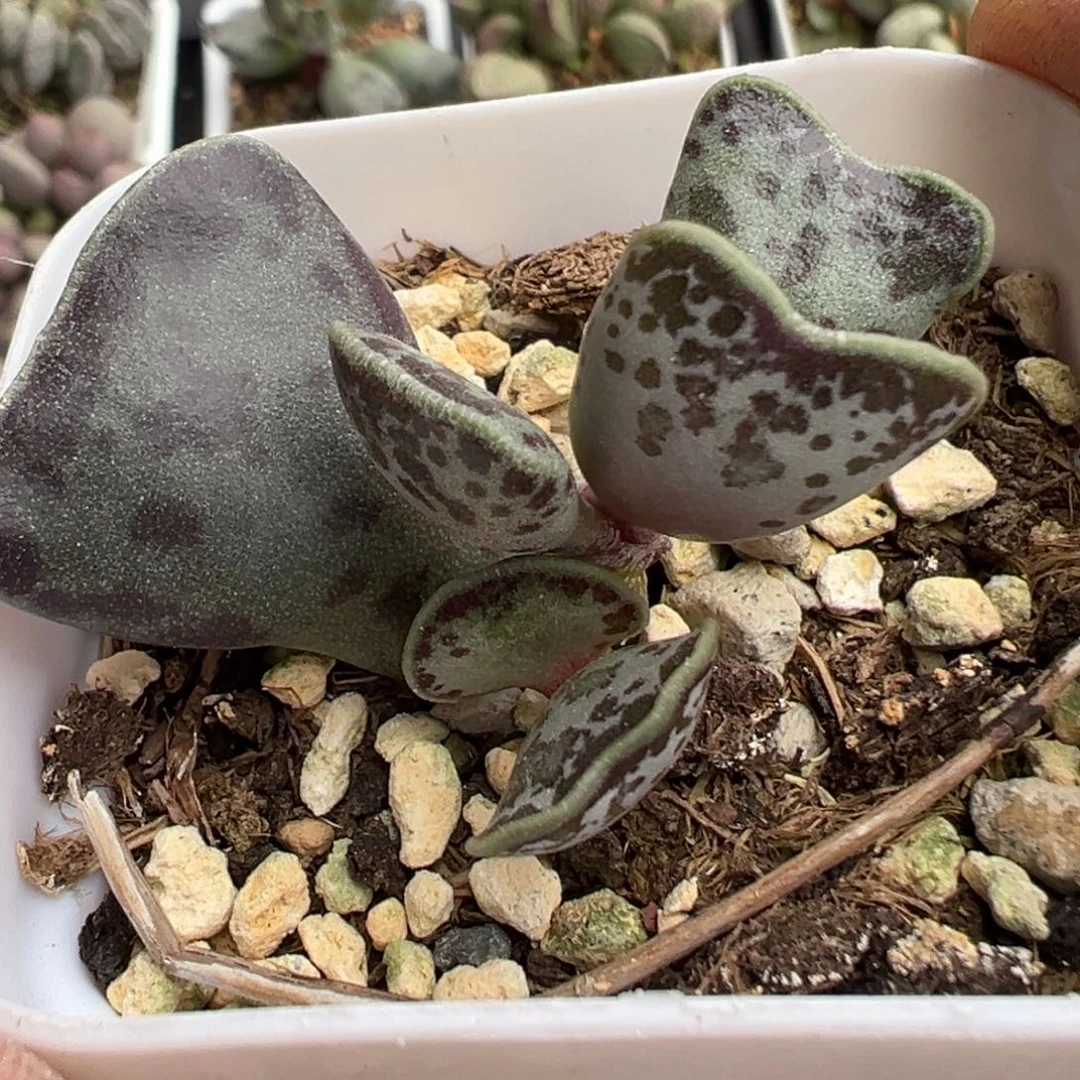 猫耳海豹多肉植物水泡