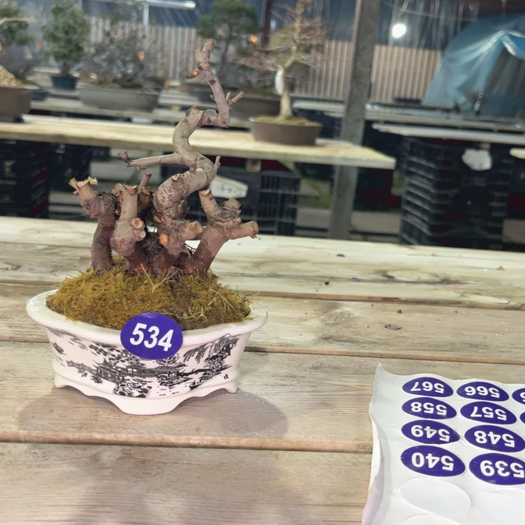 红陶過*红红火火过大年534