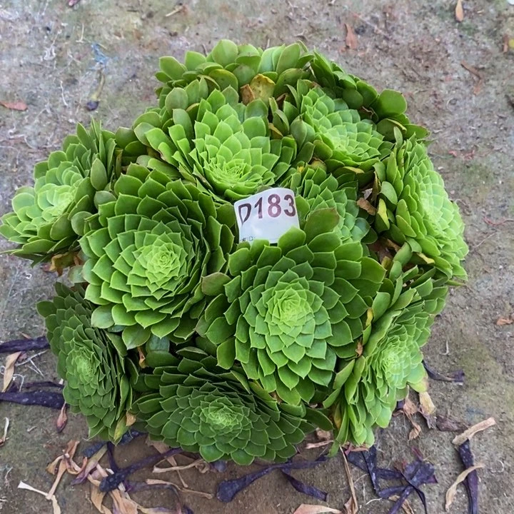 翡翠冰多肉植物183