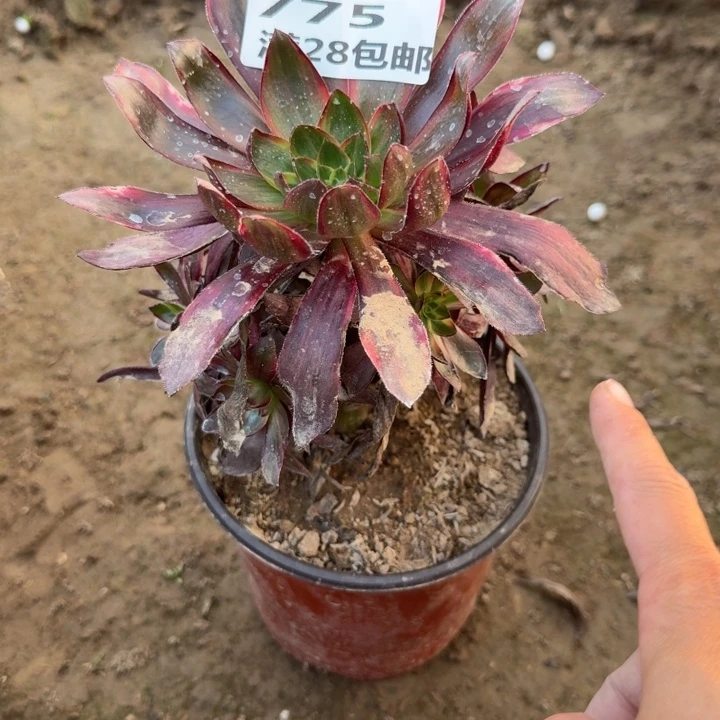 775二号棚巫毒红拉丝C