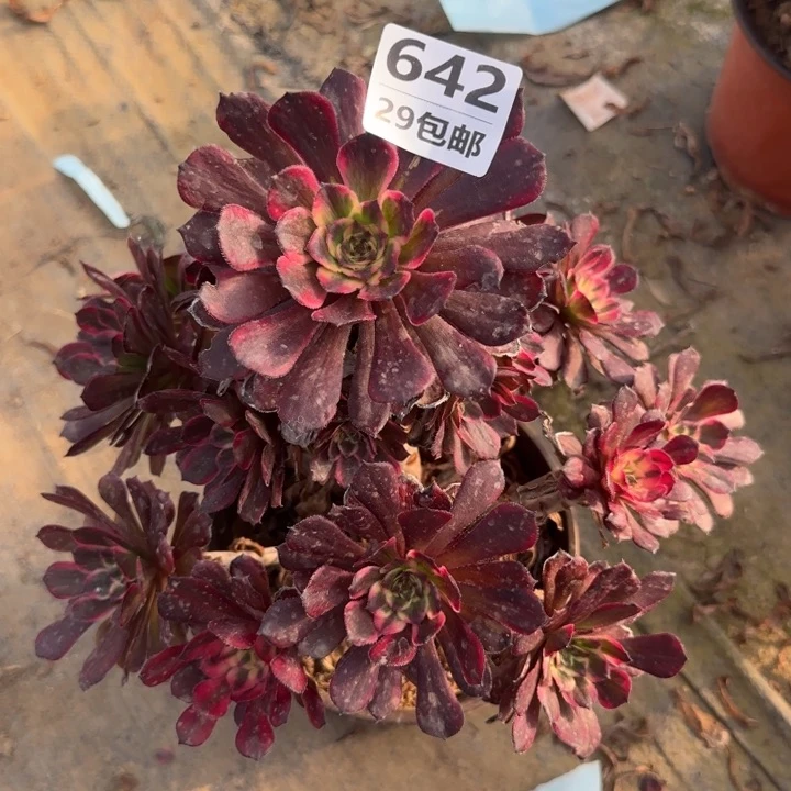 孤***人烟花……多肉植物的