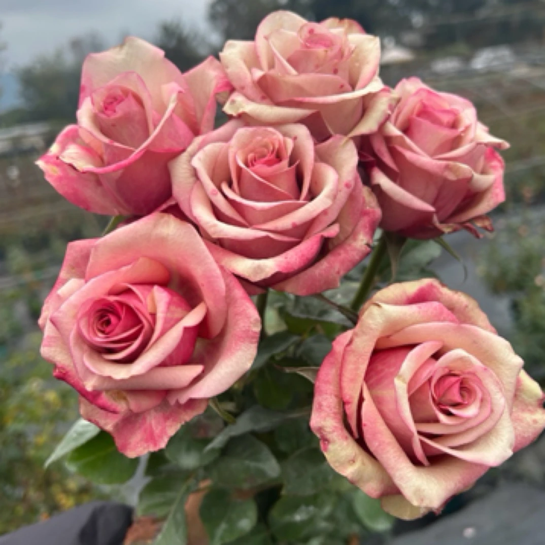 红酒/翡翠/梦回一加仑根接苗 多季开花原盆原土 修剪发货