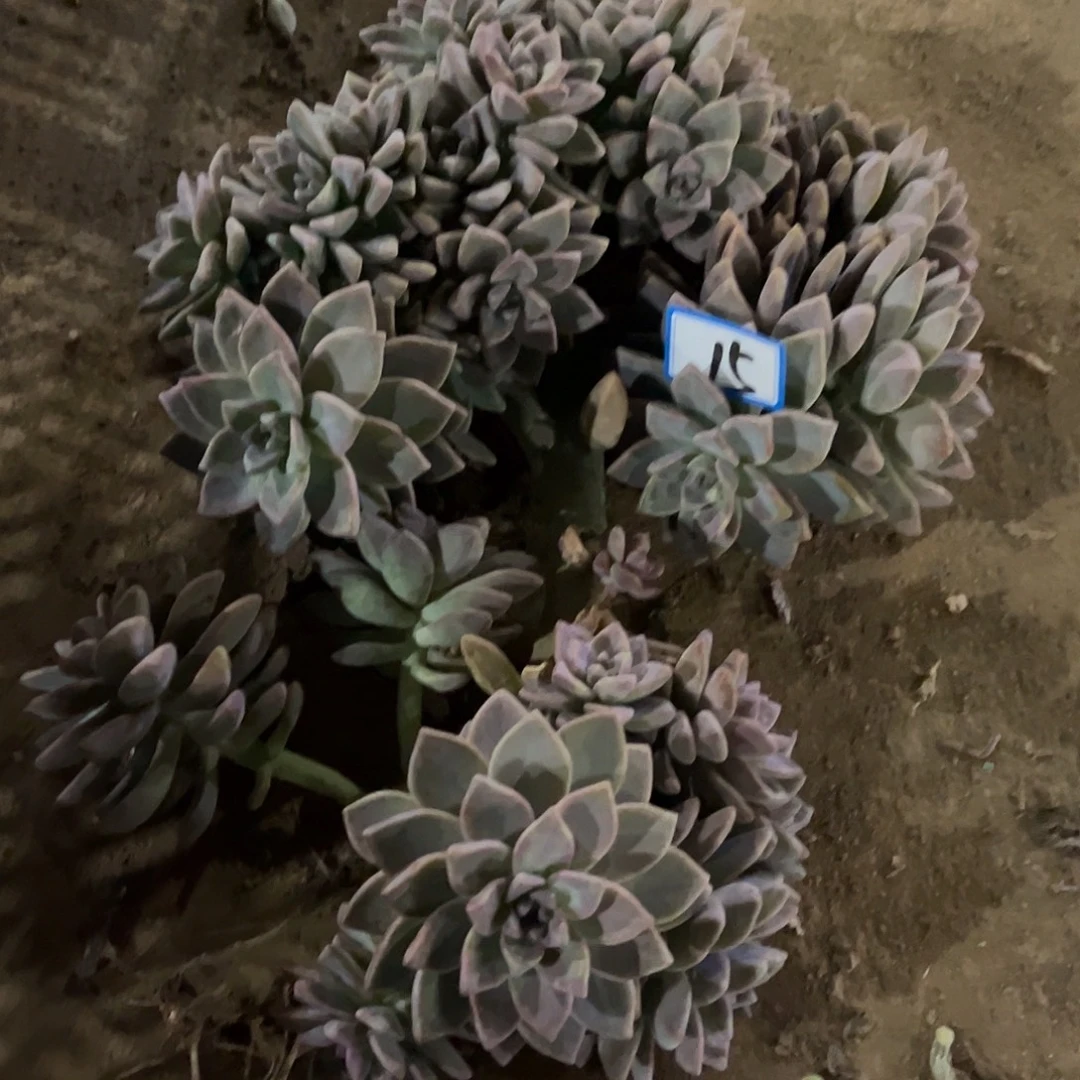 *****15号淡雪缀化一物一拍