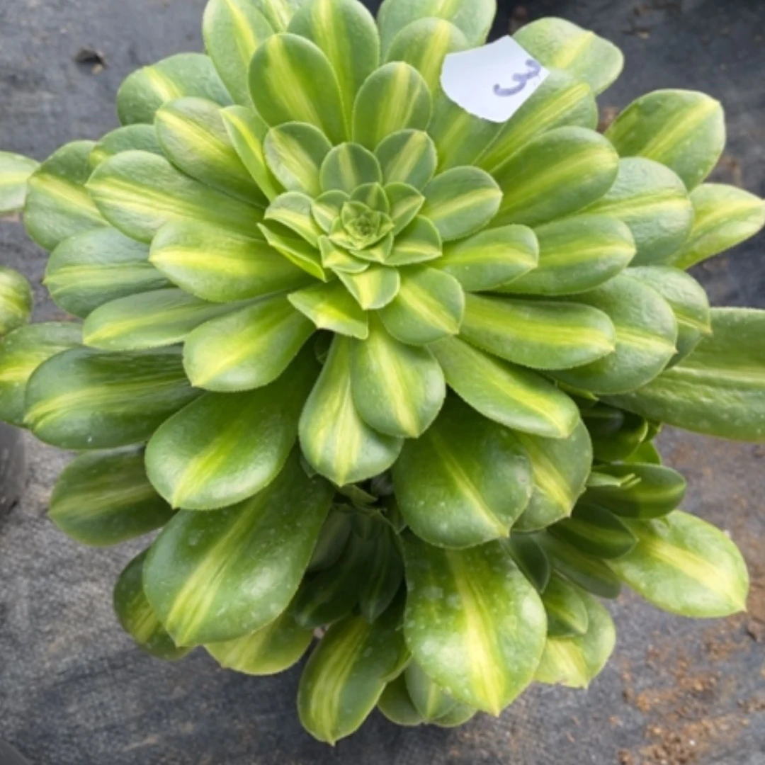 【闪购商品】3翡翠琉璃多肉