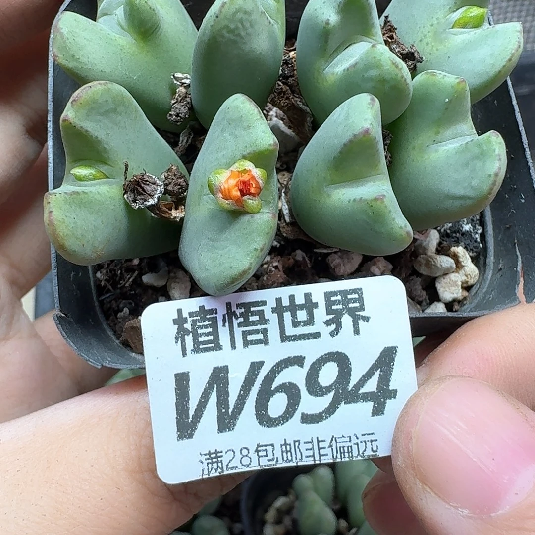 多肉植物的人生fghh
