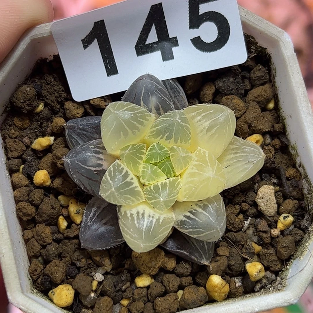 糊斑蓝镜锦十二卷多肉